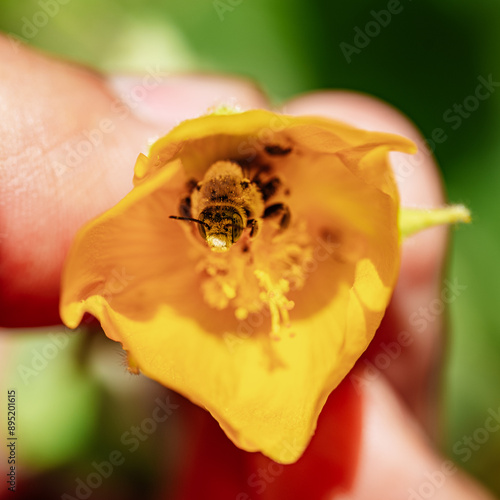 Bee in a picked flower