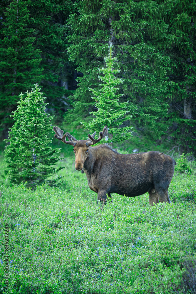 Colorado Moose in the wilderness area of the Rocky Mountains Colorado Moose in the wilderness area of the Rocky Mountains