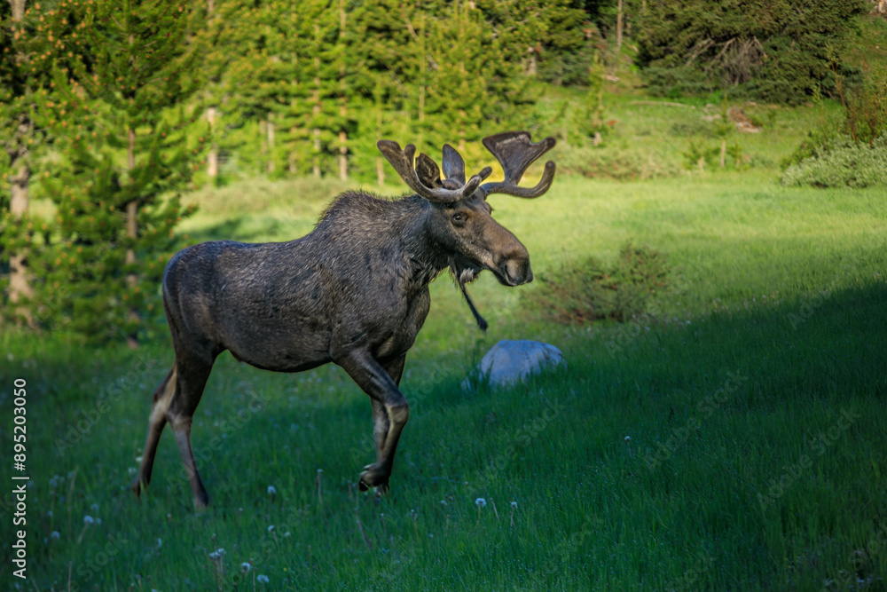 Bull moose waking in a mountain meadow Bull moose waking in a mountain meadow