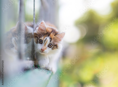 Fototapeta Naklejka Na Ścianę i Meble -  a small curious kitten walks along the eaves of a village house in the garden summer sunny day
