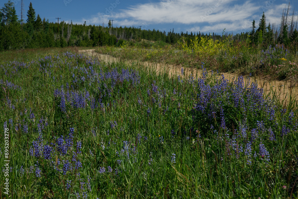 Wildflower season in the Alpine country of Colorado Wildflower season in the Alpine country of Colorado