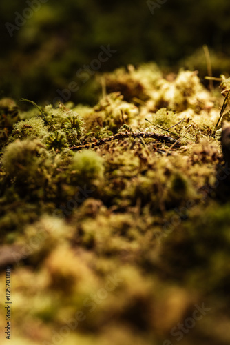 Close up of Moss in Sunlight