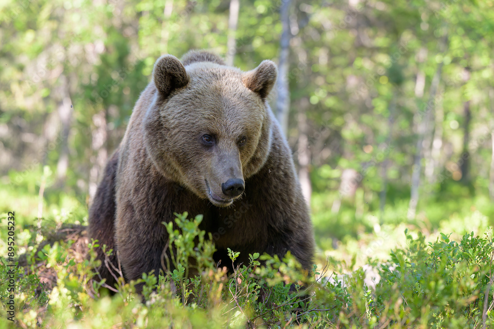 European brown bear (Ursus arctos) in summer European brown bear (Ursus arctos) in summer