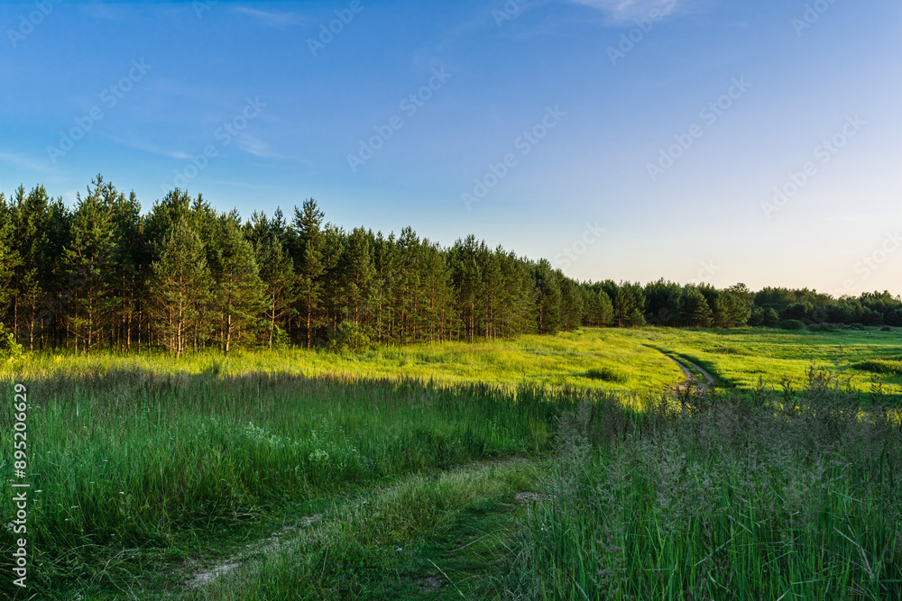 Fototapeta premium The winding road passes through a grassy field, part of which is in the shade, part of which is illuminated by the setting sun. Pine trees grow along the edge of the meadow. Evening summer landscape