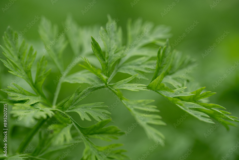 Soft green colors showing detailed fresh garden carrot tops.
Soft green colors showing detailed fresh garden carrot tops.