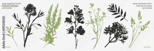 A vintage style herbarium plant set with a photocopy effect. Trendy grunge style dried wildflowers and medicinal plants. 