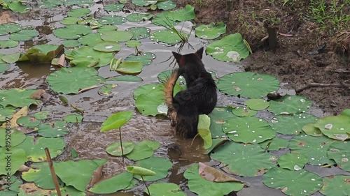 Medium shot of a black dog hunting for frogs in a lily pond in rural Asia