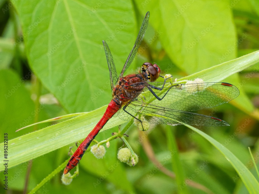 Fototapeta premium Red Orange dragonfly with wings with a red pattern sits on a branch. resting on a flower stalk close-up. huge eyes. Pyrrhosoma nymphula, on flower bud of Lady's mantle, Alchemilla mollis.