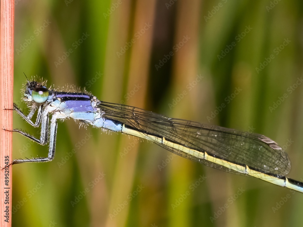 Neon blue Dragonfly closeup macro photograph. On a leaf. copy space, damselfly resting on a tree branch. Background. Coenagrionidae. Common bluet Neon blue Dragonfly closeup macro photograph. On a leaf. copy space, damselfly resting on a tree branch. Background. Coenagrionidae. Common bluet