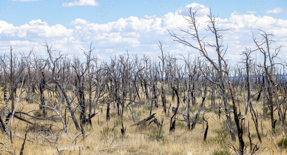 Field of small burnt trees in yellow shrubland with blue sky in Mesa Verde, Colorado, USA on 20 April 2024 Field of small burnt trees in yellow shrubland with blue sky in Mesa Verde, Colorado, USA on 20 April 2024