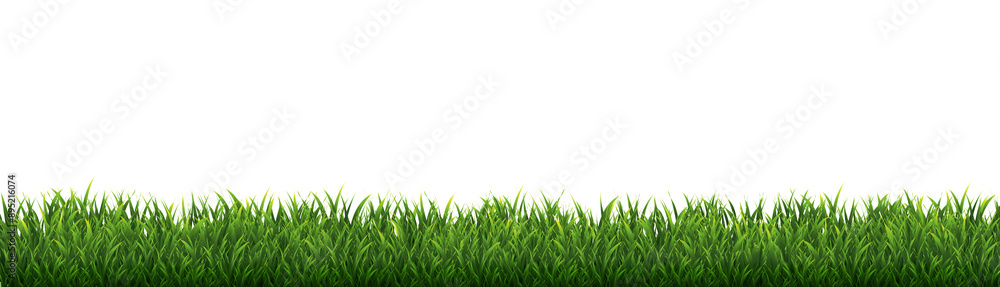 Green Grass Border Isolated White Background Green Grass Border Isolated White Background