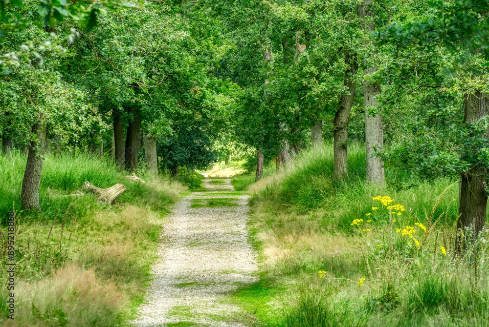 Sonniger Weg im Diersfordter Wald Sonniger Weg im Diersfordter Wald
