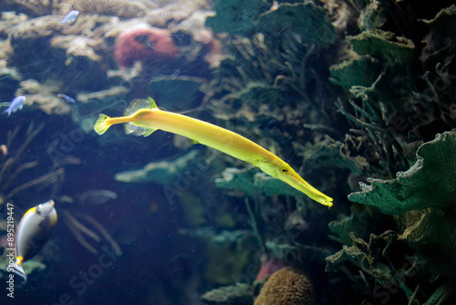 Wallpaper Mural Yellow trumpet fish Torontodigital.ca