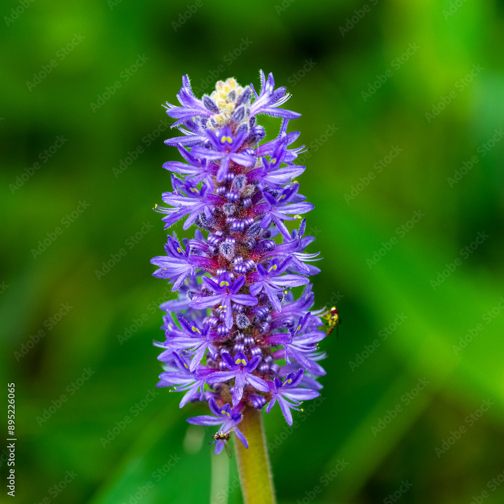 Closeup photograph of purple flower Closeup photograph of purple flower