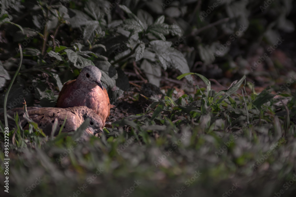 Couple of pigeons on the grass Couple of pigeons on the grass