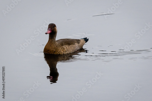 Ducks in the pond relaxing photo