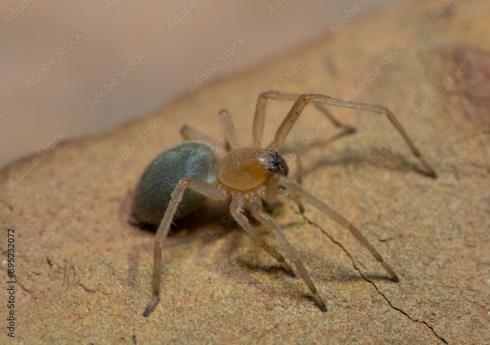 A venomous sac spider (Cheiracanthium sp.) on a rock A venomous sac spider (Cheiracanthium sp.) on a rock