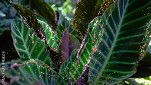 Garden of dumb cane-like plants in close-up.