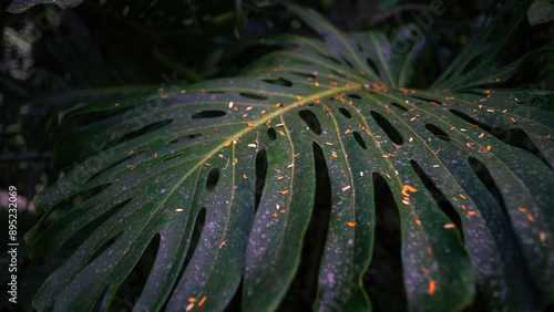 Wild monstera plant close-up over a shaded background.