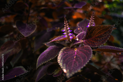 dark purple plant blooming little bright purple flowers.