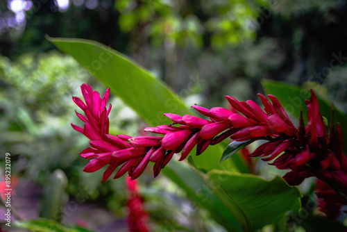 Curvy pink inflorescence in bloom on a green garden background.