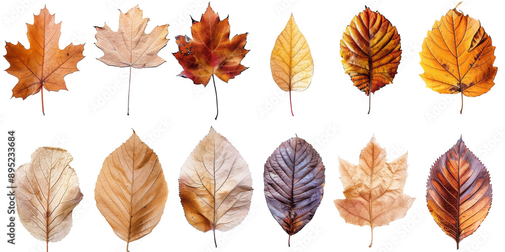 Fototapeta premium Collection of Natural of Tropical brown dry leaves in autumn season isolated on transparent png background, varies different of plant botanical. 
