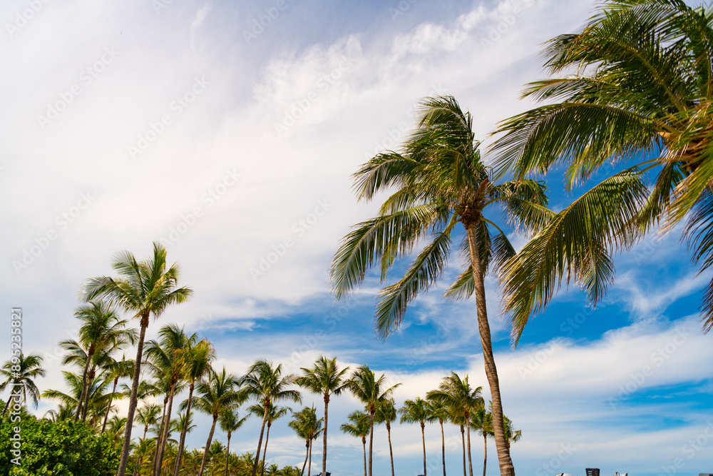 Palm tree. Summer vacation in Miami south beach, Florida. Palm tree of California. Tropical beach in Miami. Tropical scene with sky and palm tree. Tropical summer vacation. Exotic nature oasis Palm tree. Summer vacation in Miami south beach, Florida. Palm tree of California. Tropical beach in Miami. Tropical scene with sky and palm tree. Tropical summer vacation. Exotic nature oasis