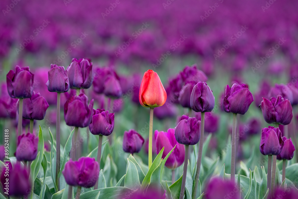 Field of tulips, mass of deep purple flowers in full bloom and blurred with one bright red tulip standing out from the rest and in focus, closeup of colorful fresh spring growth as a nature background Field of tulips, mass of deep purple flowers in full bloom and blurred with one bright red tulip standing out from the rest and in focus, closeup of colorful fresh spring growth as a nature background