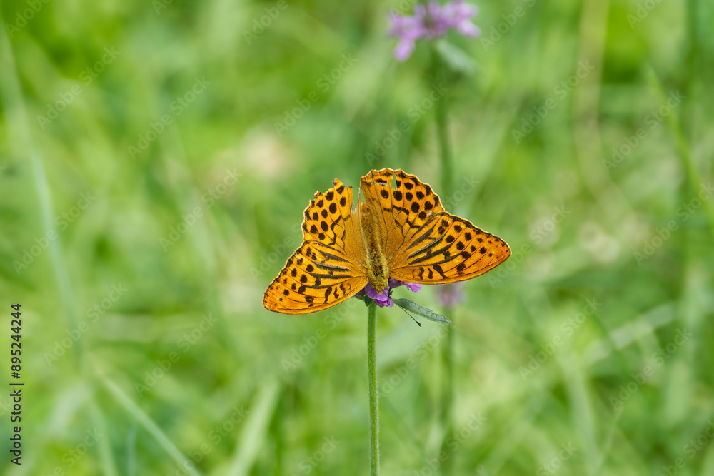 Silver-washed Fritillary butterfly (Argynnis paphia) sitting on pink flower in Zurich, Switzerland Silver-washed Fritillary butterfly (Argynnis paphia) sitting on pink flower in Zurich, Switzerland
