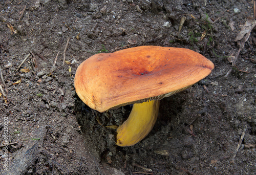 Wild mushrooms growing in the forest. Mushroom (fungi) family of lactarius volemus   photo