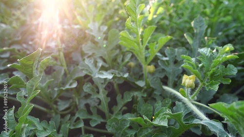 a watermelon cultivation on a farm, showcasing vibrant plants growing in lush fields under the sun