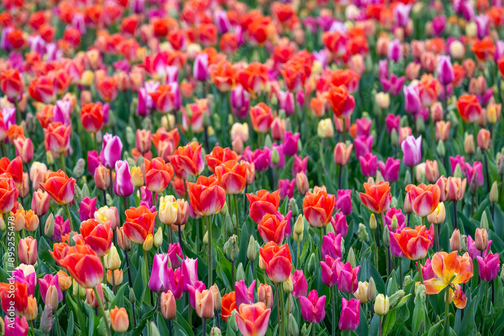Mass of tulips planted in a spring garden, vibrant blooms in red, purple, orange, pink, and yellow, flowers blooming as a nature background
Mass of tulips planted in a spring garden, vibrant blooms in red, purple, orange, pink, and yellow, flowers blooming as a nature background