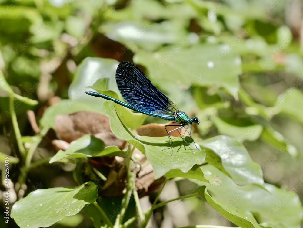 Male of the banded demoiselle (Calopteryx splendens). A species of damselfly or dragonfly belonging to the family Calopterygidae. Italy Male of the banded demoiselle (Calopteryx splendens). A species of damselfly or dragonfly belonging to the family Calopterygidae. Italy