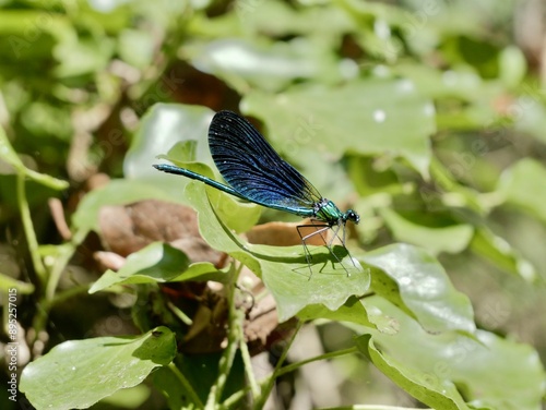 Male of the banded demoiselle (Calopteryx splendens). A species of damselfly or dragonfly belonging to the family Calopterygidae. Italy photo