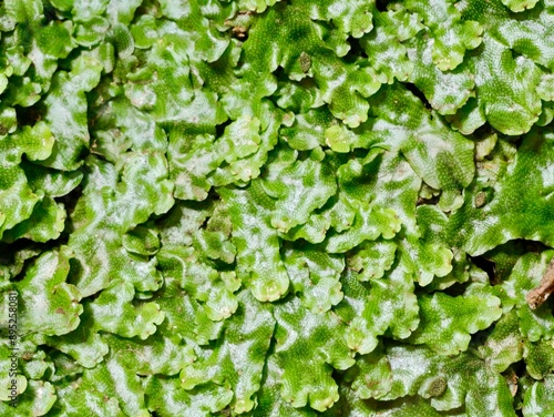 The great scented liverwort or snakeskin liverwort (Conocephalum conicum), green liverwort on the wall, belonging to class Marchantiopsida. photo