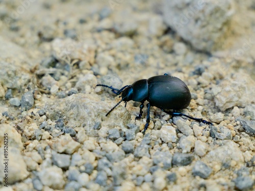 Timarcha sp. Timarcha is a genus of leaf beetles in the family Chrysomelidae, with more than 100 described species in three subgenera. Lazio region, Italy