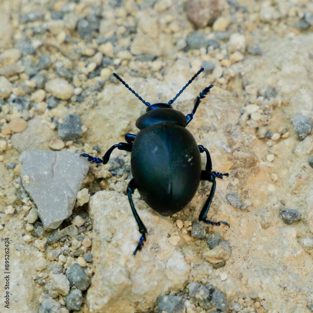 Timarcha sp. Timarcha is a genus of leaf beetles in the family Chrysomelidae, with more than 100 described species in three subgenera. Lazio region, Italy Timarcha sp. Timarcha is a genus of leaf beetles in the family Chrysomelidae, with more than 100 described species in three subgenera. Lazio region, Italy