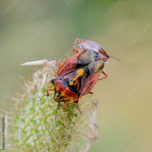 Carpocoris pudicus is a species of shield bug in the family Pentatomidae.  photo