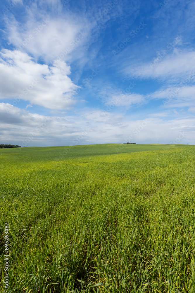 Fototapeta premium beautiful green wheat sprouts in sunny weather