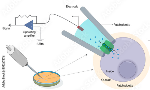 Detailed Vector Illustration of Patch Clamp Method Principles and Instrumentation in White Background, Patch Clamp Techniques, Scientific Research.