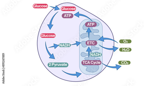 Detailed Vector Illustration of ATP Production Overview Inside the Cell with All Intermediate Stages on White Background.