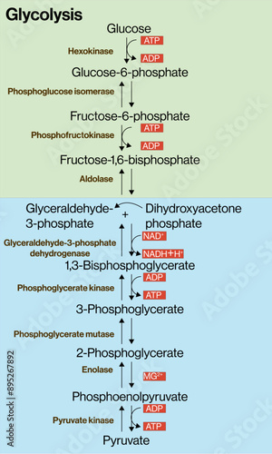 Glycolysis Pathway Vector Illustration on White Background, Step-by-Step Breakdown of Glucose Metabolism, Cellular Respiration, Biochemistry Diagram.