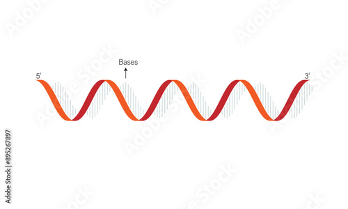 Detailed Structure of RNA: Scientific Vector Illustration of RNA Molecule, Secondary and Tertiary Structures for Molecular Biology and Genetic Research on White Background