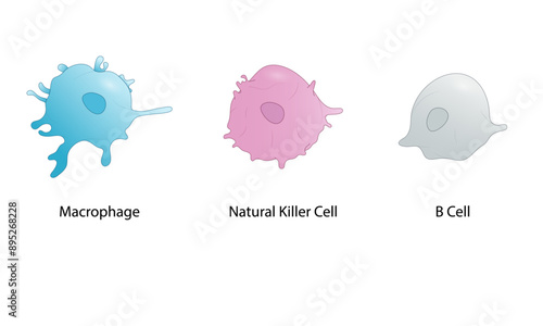 Immune Cells Illustration, Macrophages, Natural Killer Cells, B Cells, Detailed Vector, White Background, Immune System Components, Scientific Visualization.