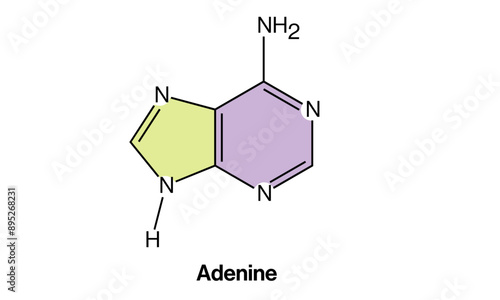 Vector Illustration of Adenine Chemical Structure, DNA Base Diagram on White Background, Molecular Model, Scientific Graphics, Chemistry Illustration.