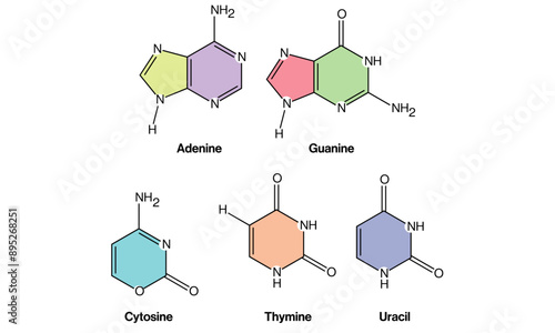 Detailed Chemical Structure of DNA Bases, Adenine, Thymine, Cytosine, Guanine, Molecular Representation, Scientific Illustration, White Background.