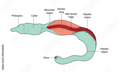 Detailed Structure of Balanoglossus: Vector Illustration of Hemichordate Anatomy and Morphology for Marine Biology Research on White Background
