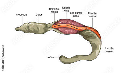 Detailed Structure of Balanoglossus: Vector Illustration of Hemichordate Anatomy and Morphology for Marine Biology Research on White Background