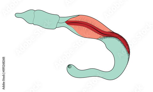 Detailed Structure of Balanoglossus: Vector Illustration of Hemichordate Anatomy and Morphology for Marine Biology Research on White Background