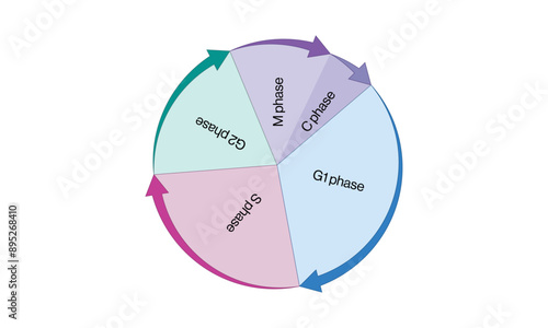 Scientific Vector Diagram of the Cell Cycle, Detailed and Labeled Illustration on White Background for Research.